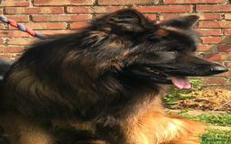 German Shepherd dogs for sale:  kc health tested long haired German shepherd pups - Image 11