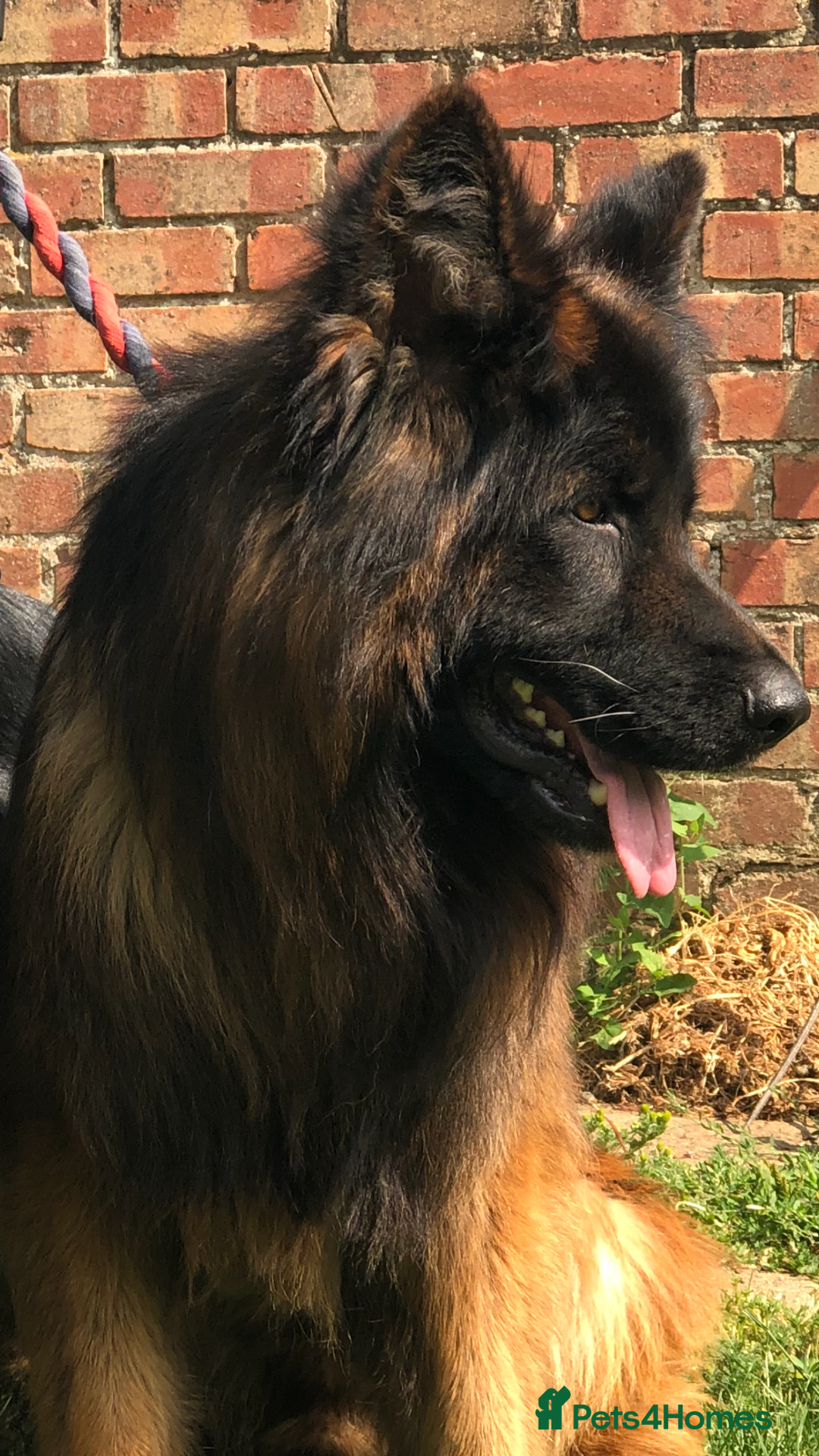 German Shepherd dogs for sale:  kc health tested long haired German shepherd pups - Image 11