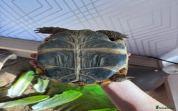 Tortoise reptiles for sale: Tortiouses  - Image 3