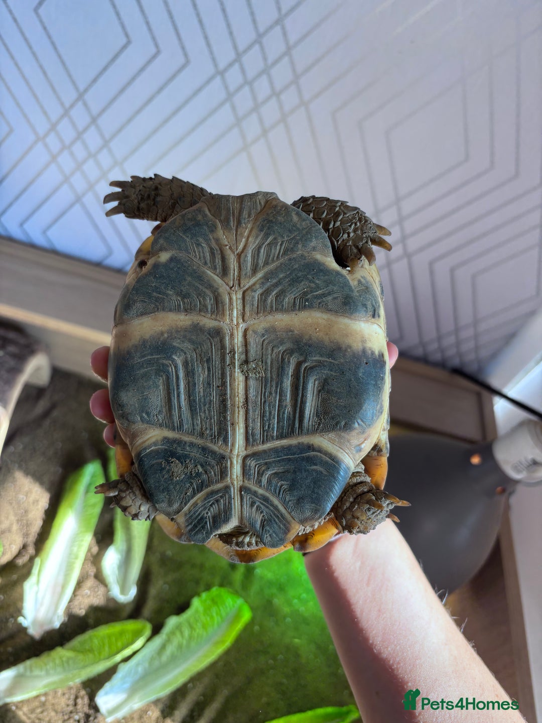 Tortoise reptiles for sale: Tortiouses  - Image 3