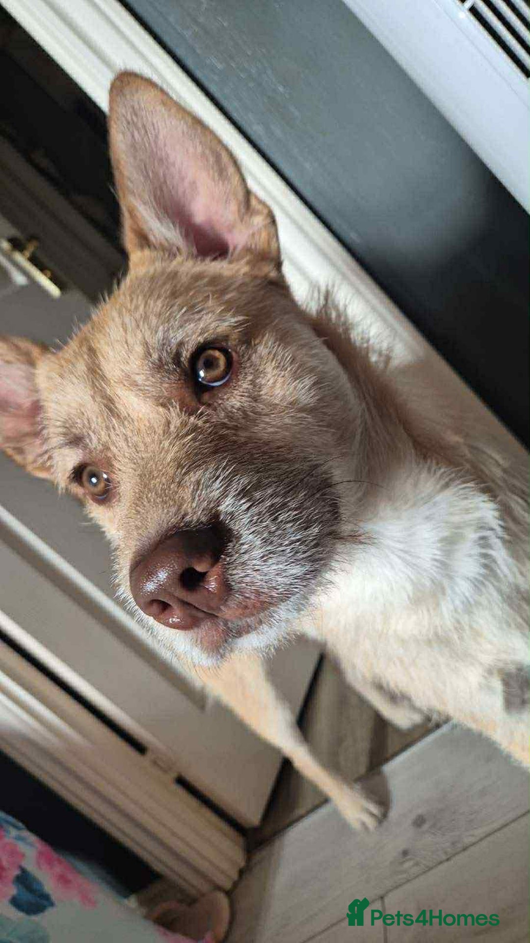 Mixed Breed dogs for sale: Cookie - Advert 3