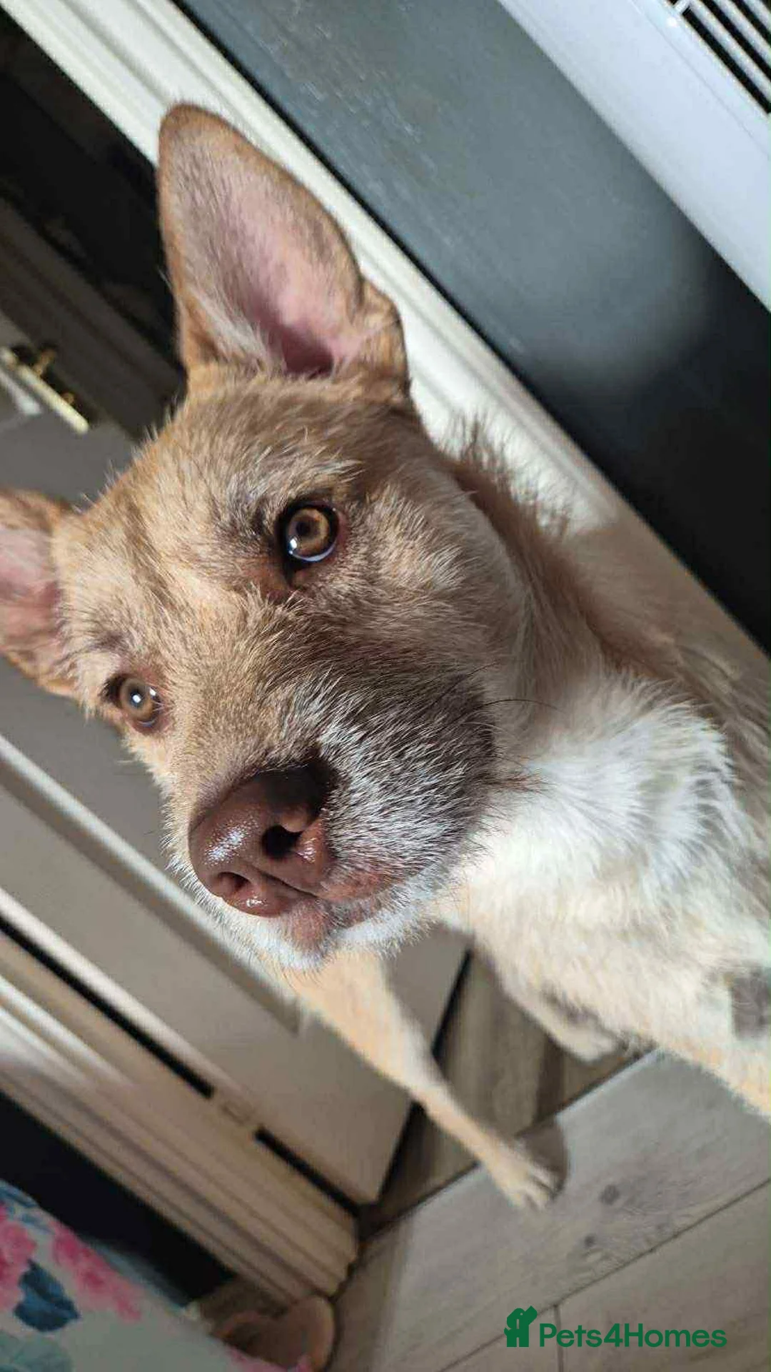 Mixed Breed dogs for sale: Cookie - Advert 3