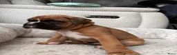Boxer dogs for sale: Gorgeous classic boxers  in Newcastle - Advert 6