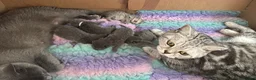 British Shorthair cats for sale: British shorthair kittens x5 Blue & silver tabby  - Advert 6