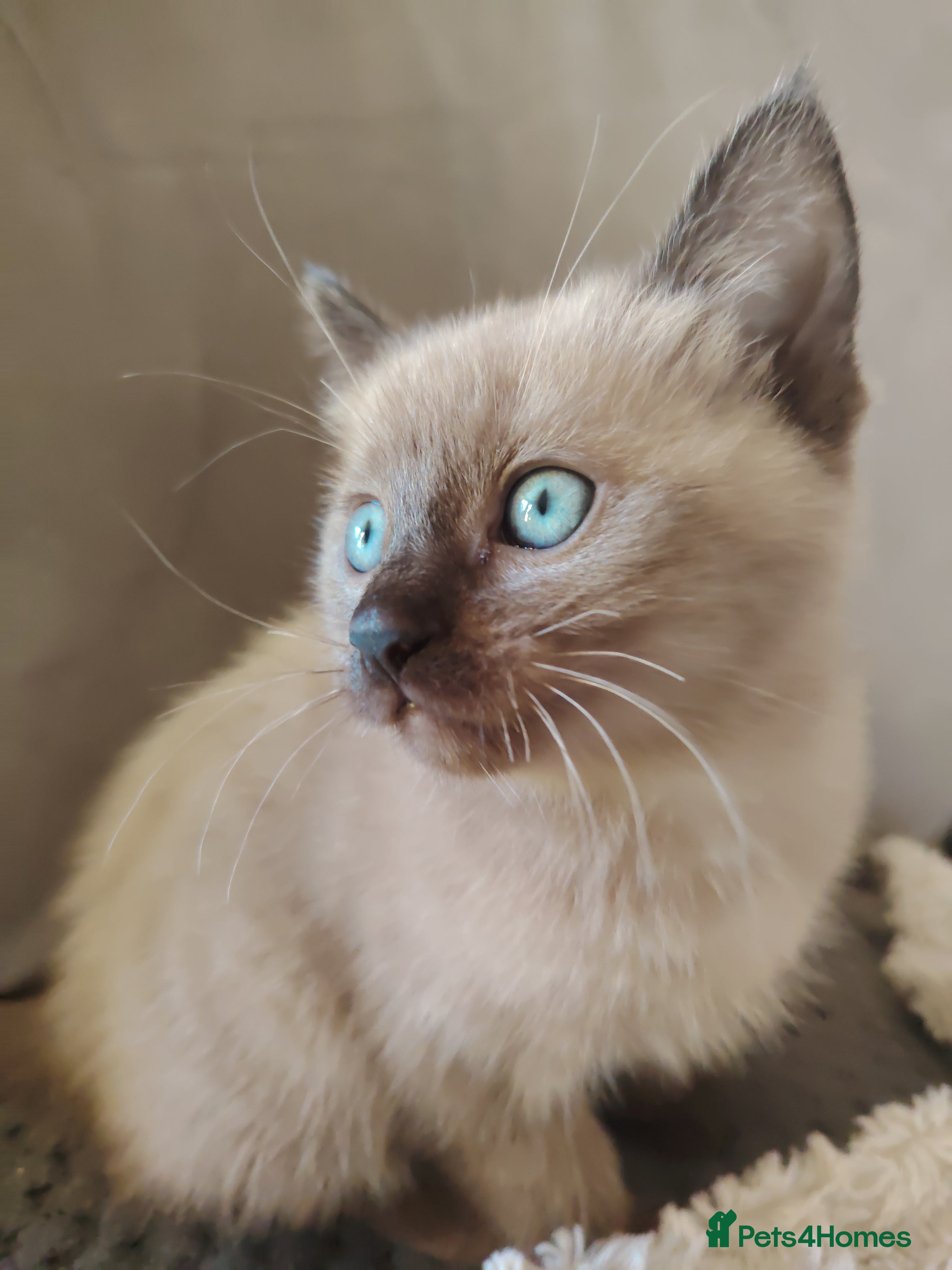 Tonkinese cats Gorgeous Tonkdoll kittens  - Advert 2