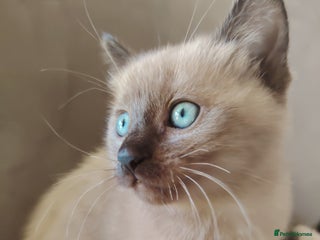 Tonkinese cats Gorgeous Tonkdoll kittens - Advert 2