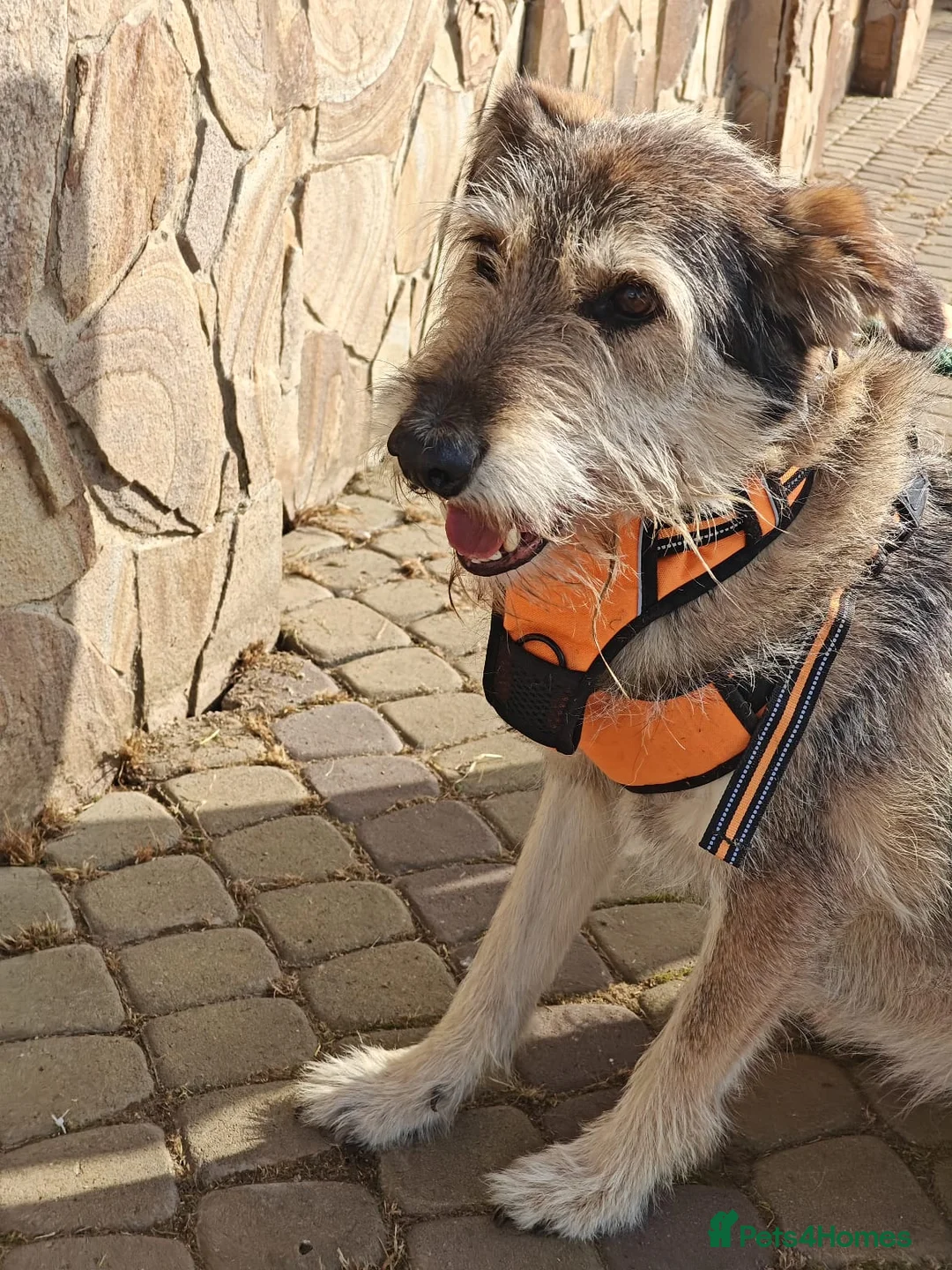 Mixed Breed dogs for adoption: ❤️OXY❤️Large• Scruffy •Gentle • Playful • Loving - Advert 16