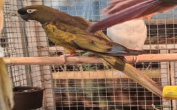 Parrots birds for sale: LOOK! BIRDS/PARAKEETS/PARROTS AVAILABLE  - Image 22
