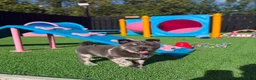 Chow Chow dogs for sale: Stunning Exotic colour chowski puppies for sale - Advert 12