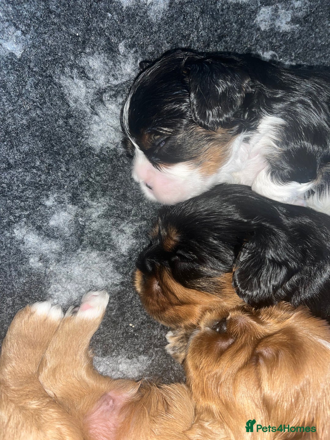Cavalier King Charles Spaniel dogs for sale: Extensively health tested KC reg cavalier boys - Advert 3