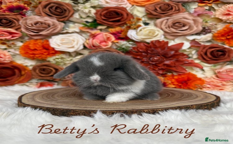 Mini Lop rabbits - Advert 4