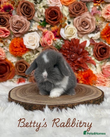 Mini Lop rabbits - Advert 4
