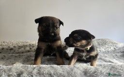 Mixed Breed dogs for sale: German Shepherd cross American bulldog puppies - Image 9