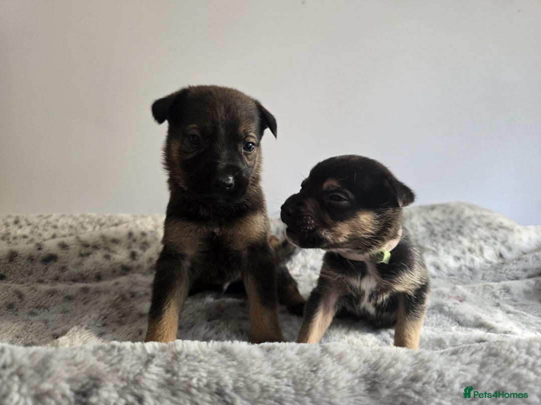 Mixed Breed dogs for sale: German Shepherd cross American bulldog puppies - Image 9