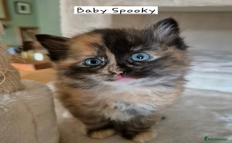 Mixed Breed cats - Advert 10