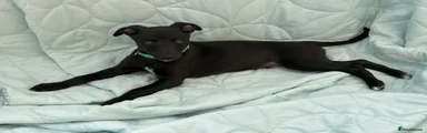 Whippet Puppy 2