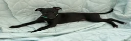 Whippet dogs for sale: Stunning KC whippet girl puppy  - Advert 23