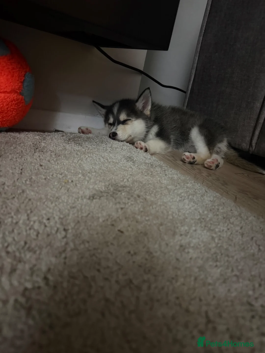 Pomsky dogs for sale: Male husky shadow  - Advert 2