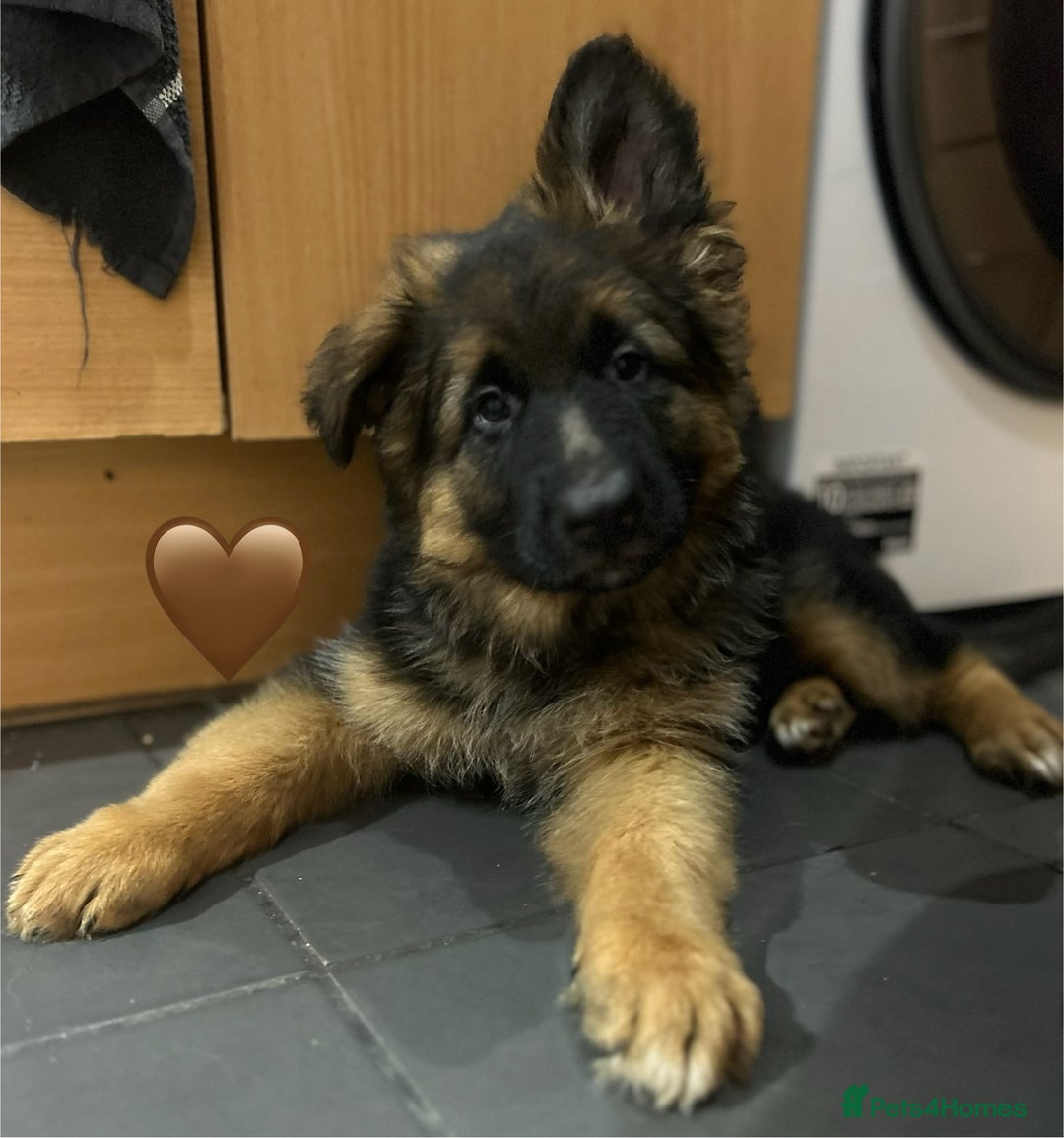 German Shepherd dogs for sale: Kc registered long haired GSD Puppy - Advert 13
