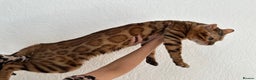 Bengal cats for stud: Bengal Stud Available🌟 - Advert 1