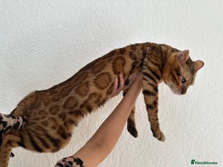 Bengal cats Bengal Stud Available🌟 - Advert 3