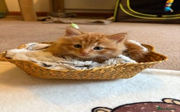 Domestic Shorthair cats for sale: Gorgeous pair of fostered kittens  - Image 5