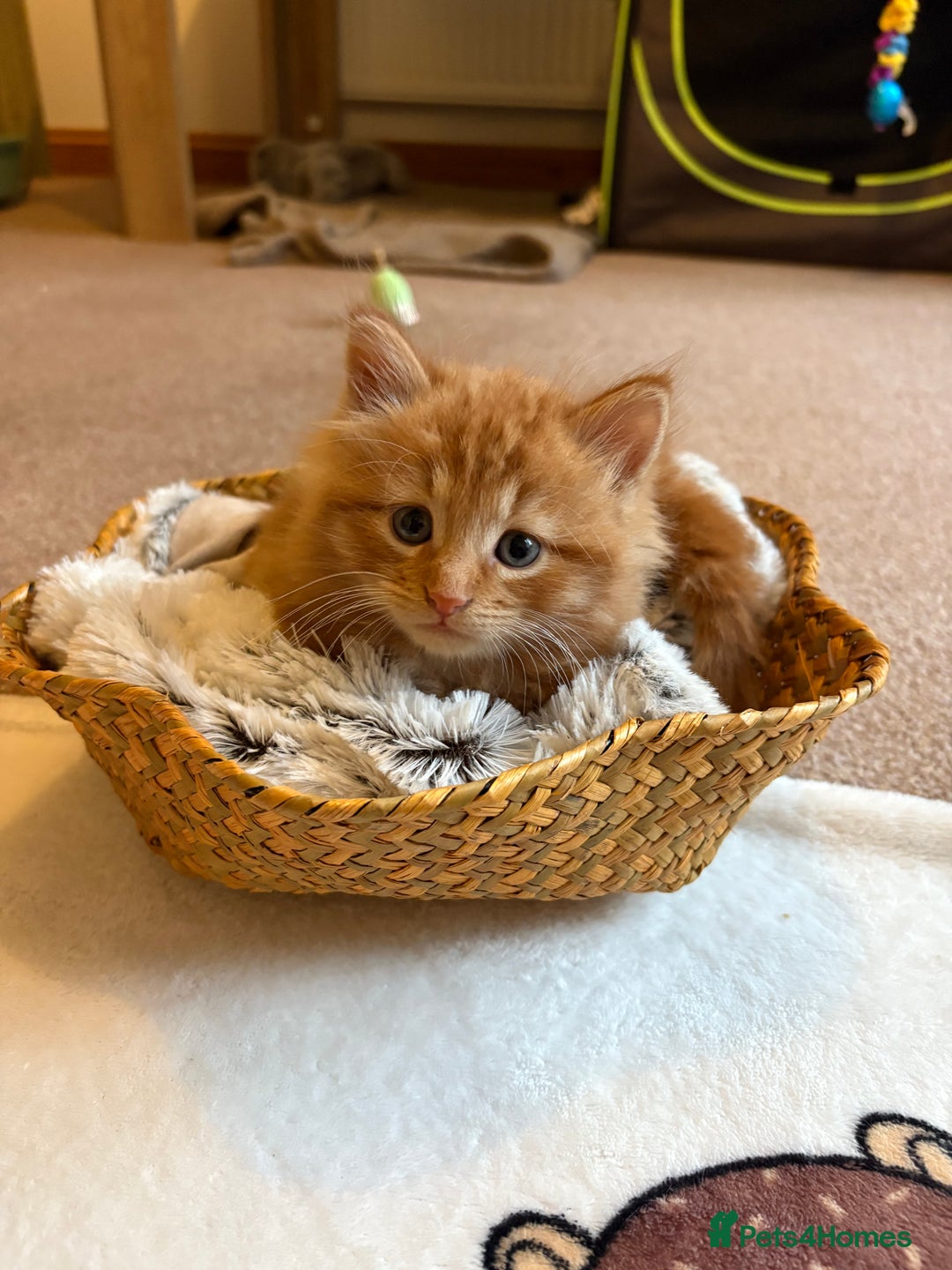 Domestic Shorthair cats for sale: Gorgeous pair of fostered kittens  - Image 5