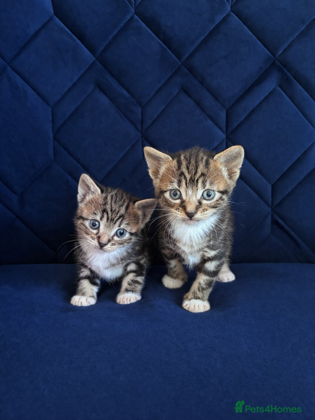 Mixed Breed cats 2 Female Tabbys  - Advert 5