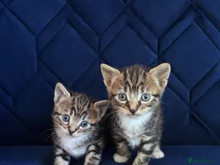 Mixed Breed cats 2 Female Tabbys - Advert 5