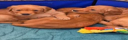 Golden Retriever dogs for sale: Stunning dark Golden retriever puppies in Boston - Advert 10