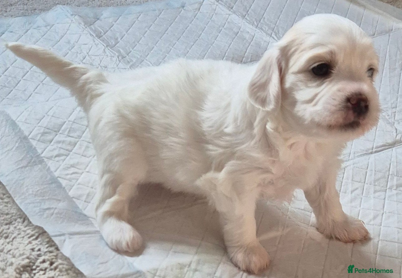 Mixed Breed dogs Maltipoo-chon - Advert 1