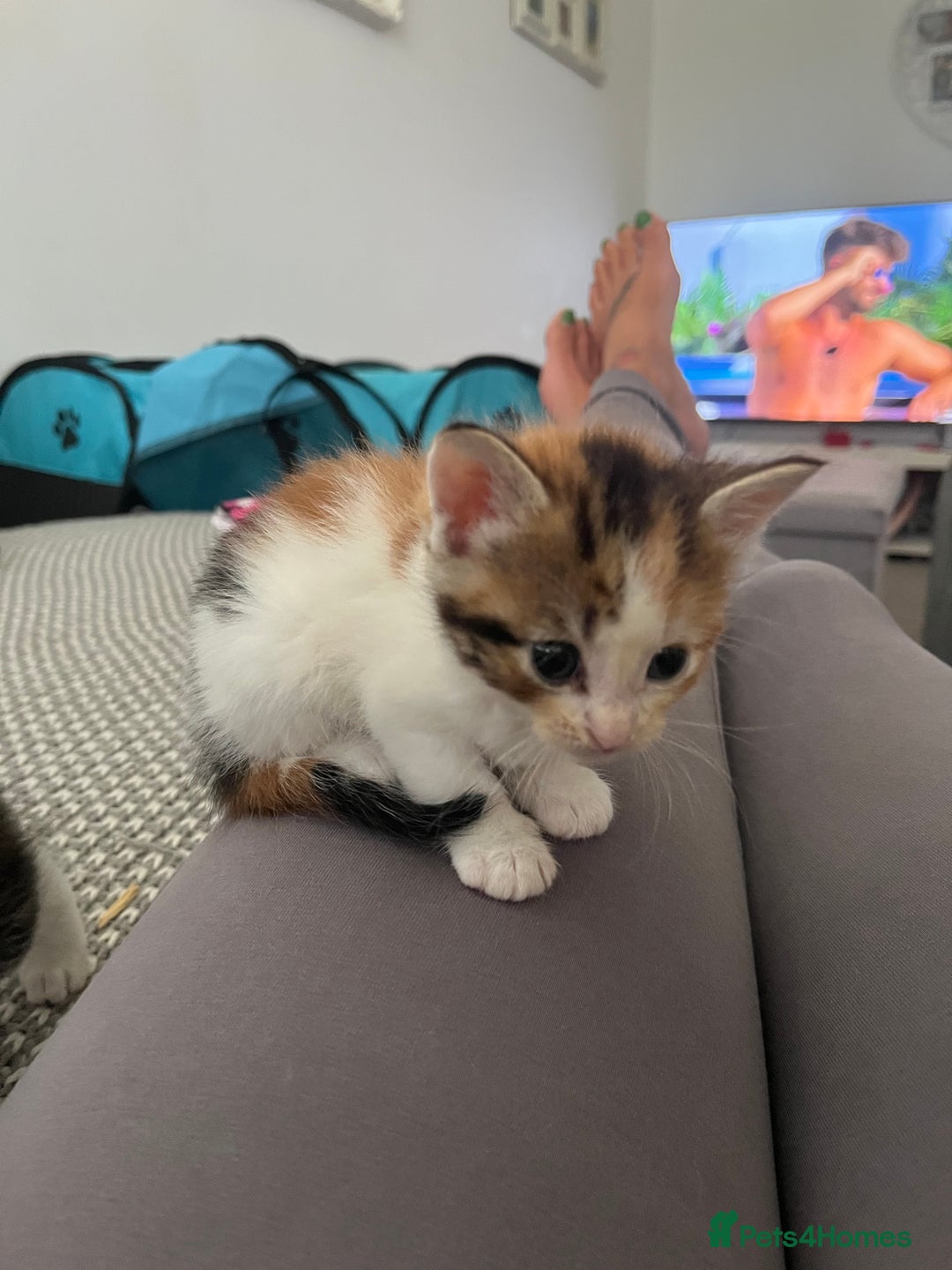 Maine Coon cats for sale: Mainecoon cross kittens - Image 2