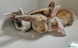 Mini Lop rabbits for sale: Ready now. Beautiful pure breed mini lop Bunnies - Image 6