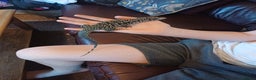 Monitor reptiles for sale: Argentina Tegu - Advert 3