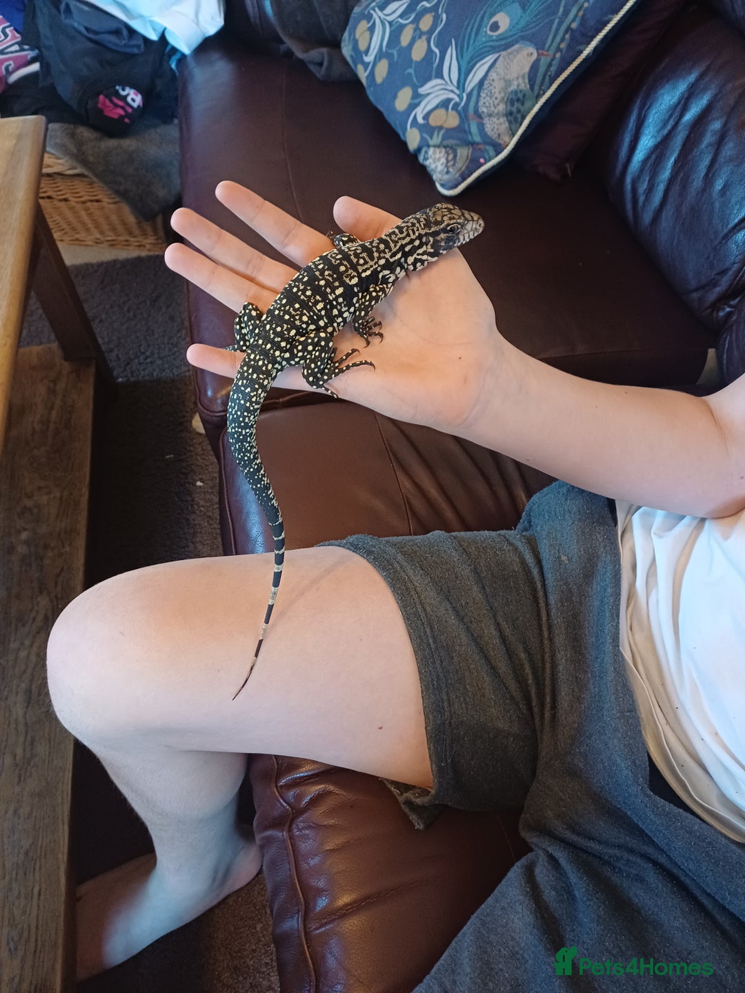 Monitor reptiles for sale: Argentina Tegu - Advert 3
