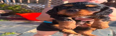 Cavalier King Charles Spaniel 2