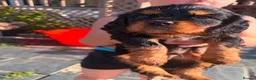 Cavalier King Charles Spaniel dogs for sale:  cavalier king charles spaniels  - Advert 2