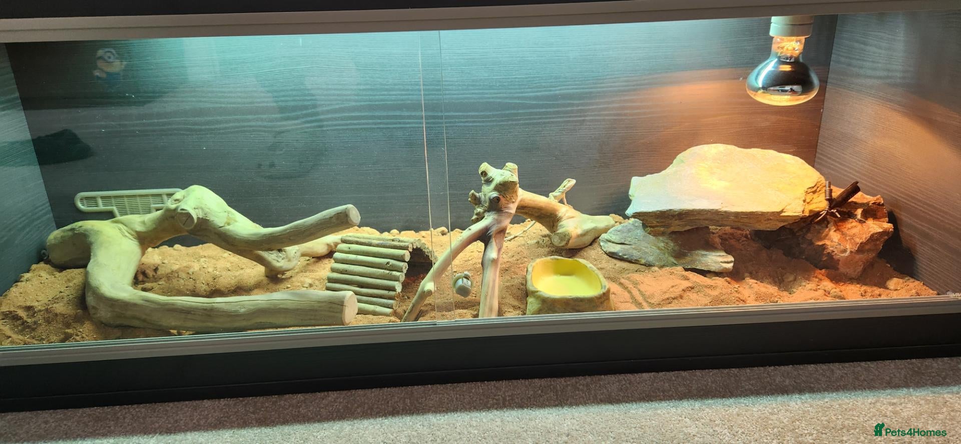 Bearded Dragon reptiles Bearded Dragon with Complete Vivarium Setup  - Advert 2