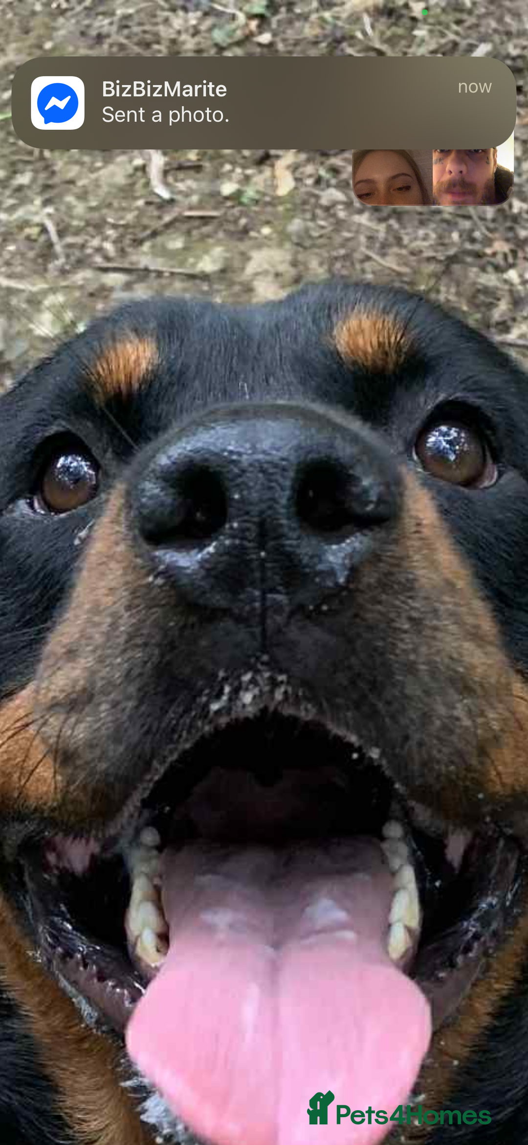 Mixed Breed dogs for sale: 4 stunning boys and 5 even more stunning girls - Advert 30