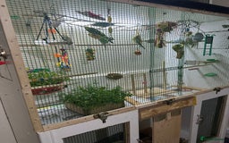 Budgerigars birds for sale: Budgies for sale  - Image 15
