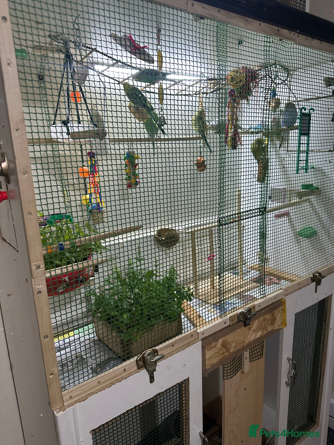 Budgerigars birds for sale: Budgies for sale  - Image 15