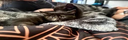 Mixed Breed cats for sale: Khao manee cross in Woodbridge - Advert 4