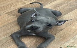Staffordshire Bull Terrier dogs for sale: Blue Staffordshire bull terrier puppies  - Image 2