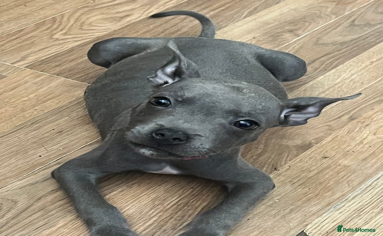 Staffordshire Bull Terrier dogs - Advert 5