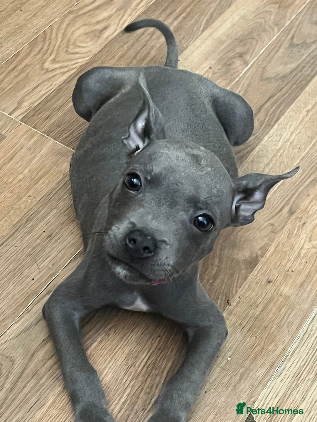 Staffordshire Bull Terrier dogs for sale: Blue Staffordshire bull terrier puppies  - Image 2