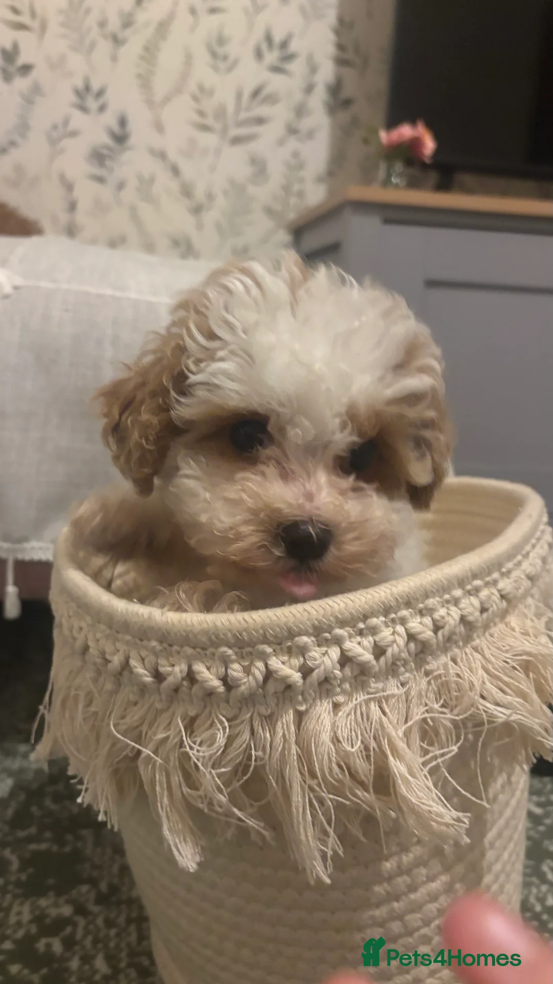 Maltipoo dogs for sale: 2 Maltipoo puppies looking for forever homes - Advert 14