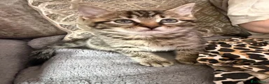 Domestic Shorthair 3