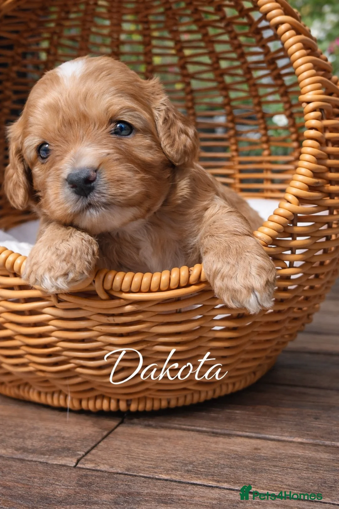 Cavapoo dogs for sale: Cavapoo Puppies – Health Tested KC Parents - Advert 2