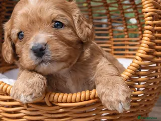Cavapoo dogs Cavapoo Puppies – Health Tested KC Parents - Advert 9