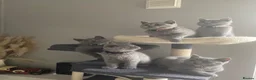 British Shorthair cats for sale: Active registered GCCF/TICA British Shorthair - Advert 8